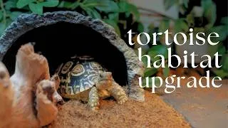 Thumbnail: Transforming a Dog Crate into a Tortoise Enclosure | DIY Tortoise Habitat Upgrade