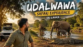 Thumbnail: Wild Elephants Up Close in Sri Lanka! | Budget Udawalawe Safari Guide