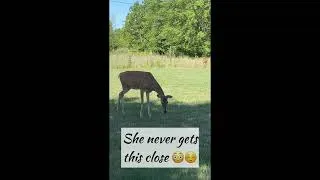 Thumbnail: Interacting with Momma deer & her twins