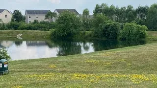 Thumbnail: I have baby duckies!  And an annoying cat! 😂🤣