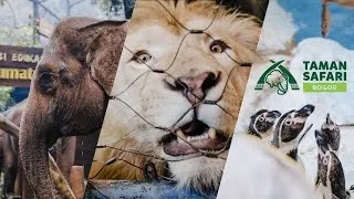 Thumbnail: Magical Journey to Taman Safari Bogor | IAPVC 2022 Emotional