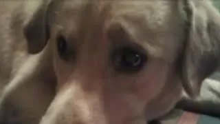 Thumbnail: "FEARED FOR HIS LIFE": The EXECUTION of a Golden Retriever by Missouri COP! (2014)