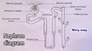 Thumbnail: How to draw Nephron Diagram with lebel step by step|| Nephron Diagram with colourful || easy way||