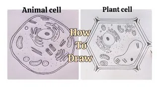 Thumbnail: How To Drow Plants And Animal Cell  Diagram Step By Step