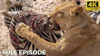 Thumbnail: WILD SAVANNAH | The Lion's Attack Didn't Go as Planned | WILDLIFE DOCUMENTARY