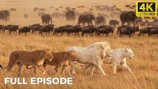 Thumbnail: ULTIMATE LIONS: White Kings of the Savannah | Nature Animal Documentary