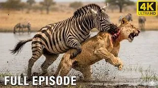 Thumbnail: ZEBRA fight LION - The Most Ferocious Battles in Africa | Nature Animal Documentary #Mix