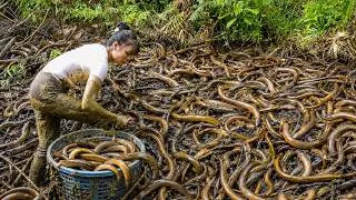 Thumbnail: Catching Many Eels in the Swamp Mud Pond after Flood, Selling Lots of Eels at Village Market