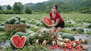 Thumbnail: Harvesting Wild Guinea Pigs, Giant Watermelons in Heavy Rain, Guinea pigs gnawing on watermelons