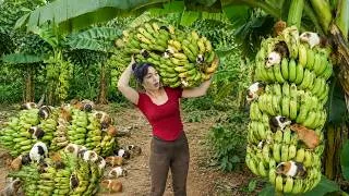 Thumbnail: Harvesting Giant Large Bunches of Bananas, with Guinea Pigs in Banana Garden, Go to sell at market