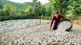 Thumbnail: Harvesting 10.000+ Duck Eggs, Chicken Eggs filled the pond's edge, Go to sell at Market