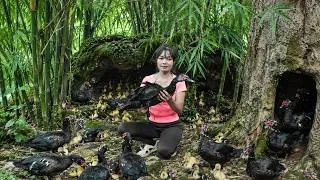 Thumbnail: [TIMELAPSE] 178 Days Harvesting Wild Black Ducks, Duckling, Honeycomb, Banana, Go to sell market