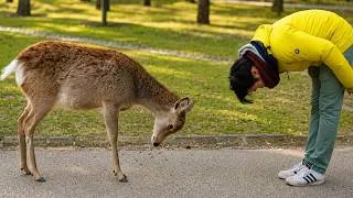 Thumbnail: Peaceful Farm Moments: Harvesting, Feeding Animals, Daily Chores And Life in #Rural