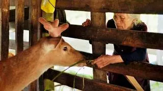 Thumbnail: Peaceful Deer Farm Life: Farm Work, Village Market and Sunset Swimming