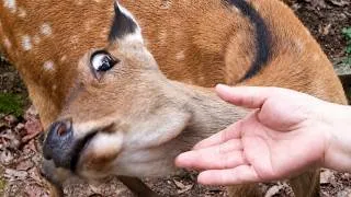 Thumbnail: Peaceful Deer Farm Life: Harvest Grass for Feeding Deer &  The Sounds of Simple Rural #rurallife