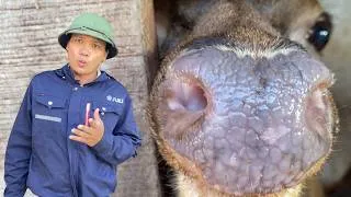 Thumbnail: Morning Routine On My Deer Farm || Deer waiting for breakfast ||The sounds of farm