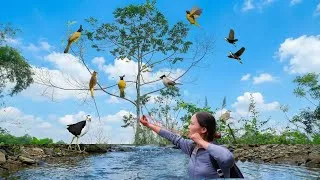Thumbnail: Slingshot Hunting Quail and Exotic Birds