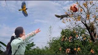Thumbnail: “Using a rubber slingshot to hunt squirrels and eat fruits in the forest.”