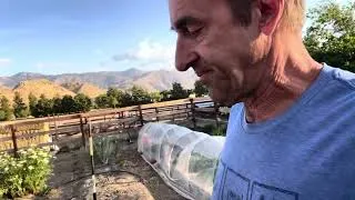 Thumbnail: Strawberry season garden update… abundance! 