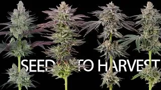 Thumbnail: This flower is like nothing we have grown before! (Seed to Harvest Story)