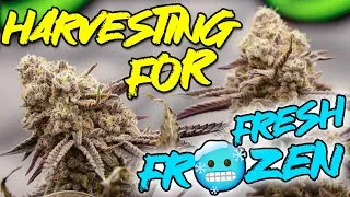 Thumbnail: Chopping 🍉Emoji For Fresh Frozen