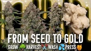 Thumbnail: Seed to LIVE ROSIN, From Start To Gold!