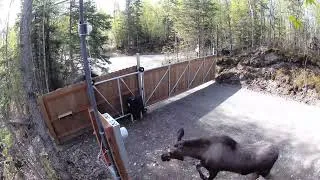 Thumbnail: No solicitors? No problem for the moose brothers