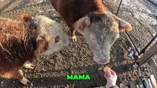 Thumbnail: Feeding Time on Our Alaskan Farm (Meeting Moodus & our Blind Calf Bart)