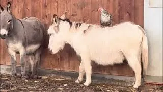 Thumbnail: A perfect fall weekend on our Alaskan farm
