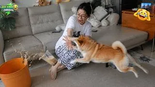 Thumbnail: Try Not To Laugh 🤪 Top 100 Funniest Videos Ever 🤣 | Funny Videos Compilation 2026 #61