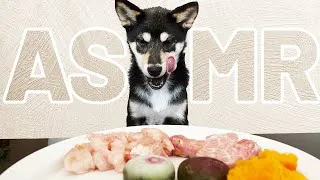 Thumbnail: ASMR Shiba Inu Puppy tries RAW FOOD for the FIRST TIME!