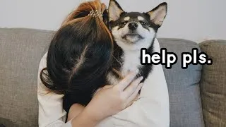 Thumbnail: Hugging My Dog for Too Long Reaction (gets mad... 😂) | Shiba Inu Puppy