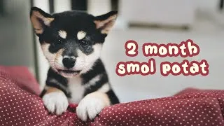 Thumbnail: 2 Month Old Shiba Inu Puppy Compilation