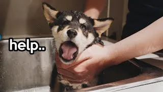 Thumbnail: Dramatic AF Shiba Inu Puppy First Bath 🐶 (lots of Shiba Scream-ing )