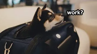 Thumbnail: I took my Shiba Inu to work with me