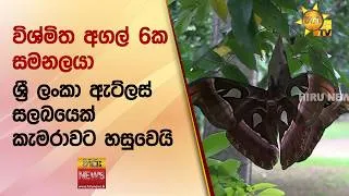 Thumbnail: විශ්මිත අගල් 6ක සමනලයා  - Hiru News