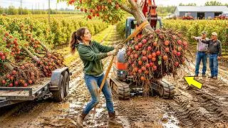 Thumbnail: A Bankrupt Nursery Left Nearly 4,000 Apple Trees Behind — One Teen  Saw What Everyone Else Missed