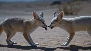 Thumbnail: The Incredible Survival Trick That Keeps Desert Foxes Alive for Months