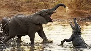 Thumbnail: Africa's Most Dangerous Killers Hunt Without Mercy | Wildlife Documentary