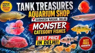 Thumbnail: Tank Treasures Delhi Ship Visit 🐠 | Monster Aquarium Fish at Best Price Arowana Flowerhorn & More