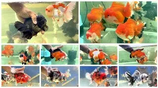 Thumbnail: 🔥 Thailand Imported Premium Goldfishes In Delhi 🐠 | Rare & Exotic Goldfish Collection Available  😍