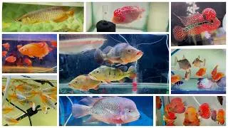 Thumbnail: Tank Tresures Aquarium Shop Subhash Nagar Delhi Exotic Fishes Available At Best Prices In Delhi