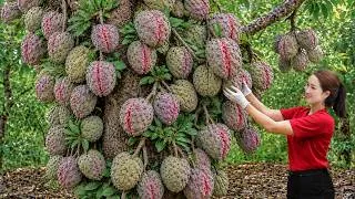 Thumbnail: Harvesting Wild Custard Apples for 12 Days | From Forest to Market & Fresh Smoothies
