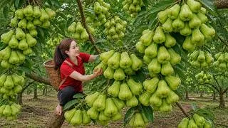 Thumbnail: Harvesting 999KG of Green Wax Apples | The Entire Harvest Sold Out at Market