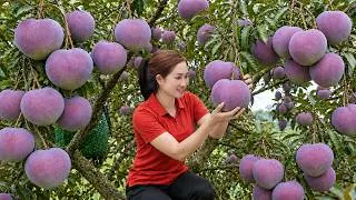 Thumbnail: Harvesting Rare Purple Australian Mangoes to Sell at Market | The Most Profitable Fruit!