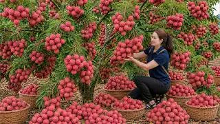 Thumbnail: Harvesting 500KG of Seedless Lychees to Sell at Market | Rare Orchard Discovery