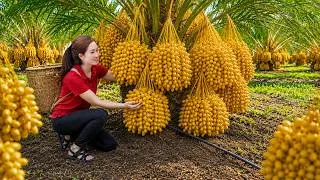 Thumbnail: Harvesting Ripe Yellow Dates to Sell at Market | Making Egg Cups & Sweet Roasted Dates