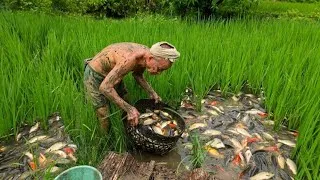 Thumbnail: Grandpa released over 1,000 fish into the rice field, and the harvest yielded a surprising result.