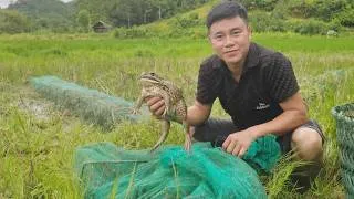 Thumbnail: How to set frog traps in the fields overnight. Mr. Nam has caught many large frogs.