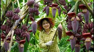 Thumbnail: Foraging & Roasting Wild Banana Blossoms in the Jungle to Eat and Sell. Hoàng Thị Bình